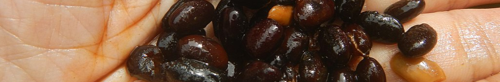 1024px-2022Preserved_black_beans_Tahure_23-resized.jpg