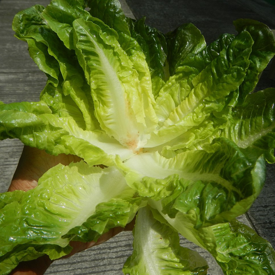 1280px-5495Romaine_lettuce_in_the_Philippines_17-resized.jpg