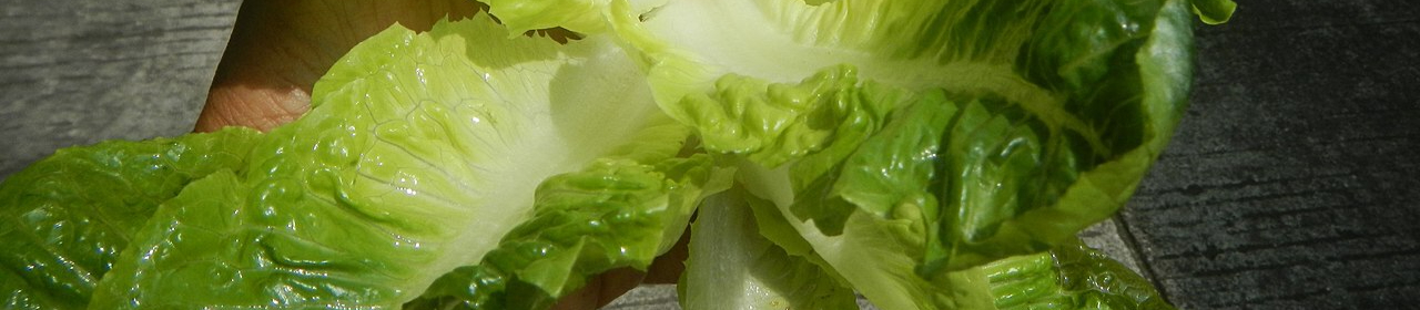 1280px-5495Romaine_lettuce_in_the_Philippines_17-resized.jpg