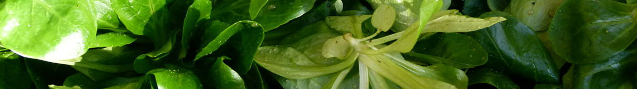 1280px-Au_marché_-_mâche_2-resized.jpg