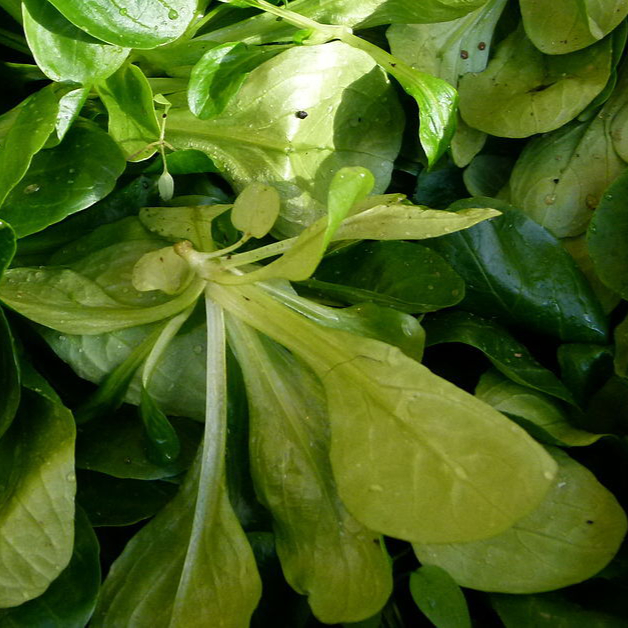 1280px-Au_marché_-_mâche_2-resized.jpg
