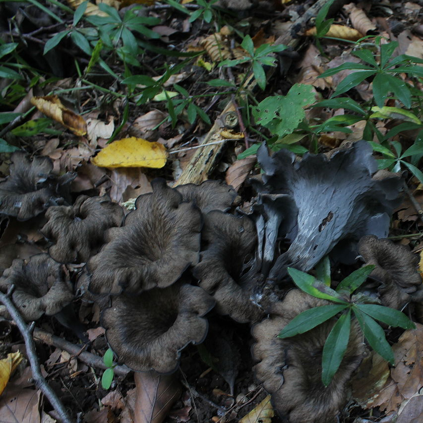 1280px-Craterellus_cornucopioides_99_12-resized.jpg