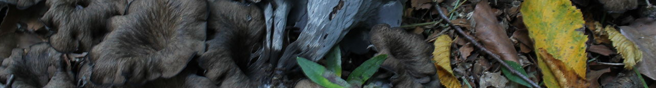 1280px-Craterellus_cornucopioides_99_12-resized.jpg