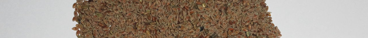 1280px-Ispaghol_Seeds-resized.jpg