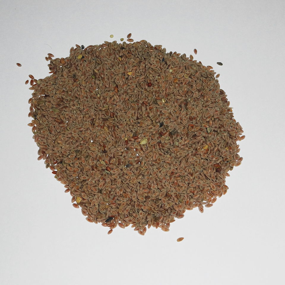 1280px-Ispaghol_Seeds-resized.jpg