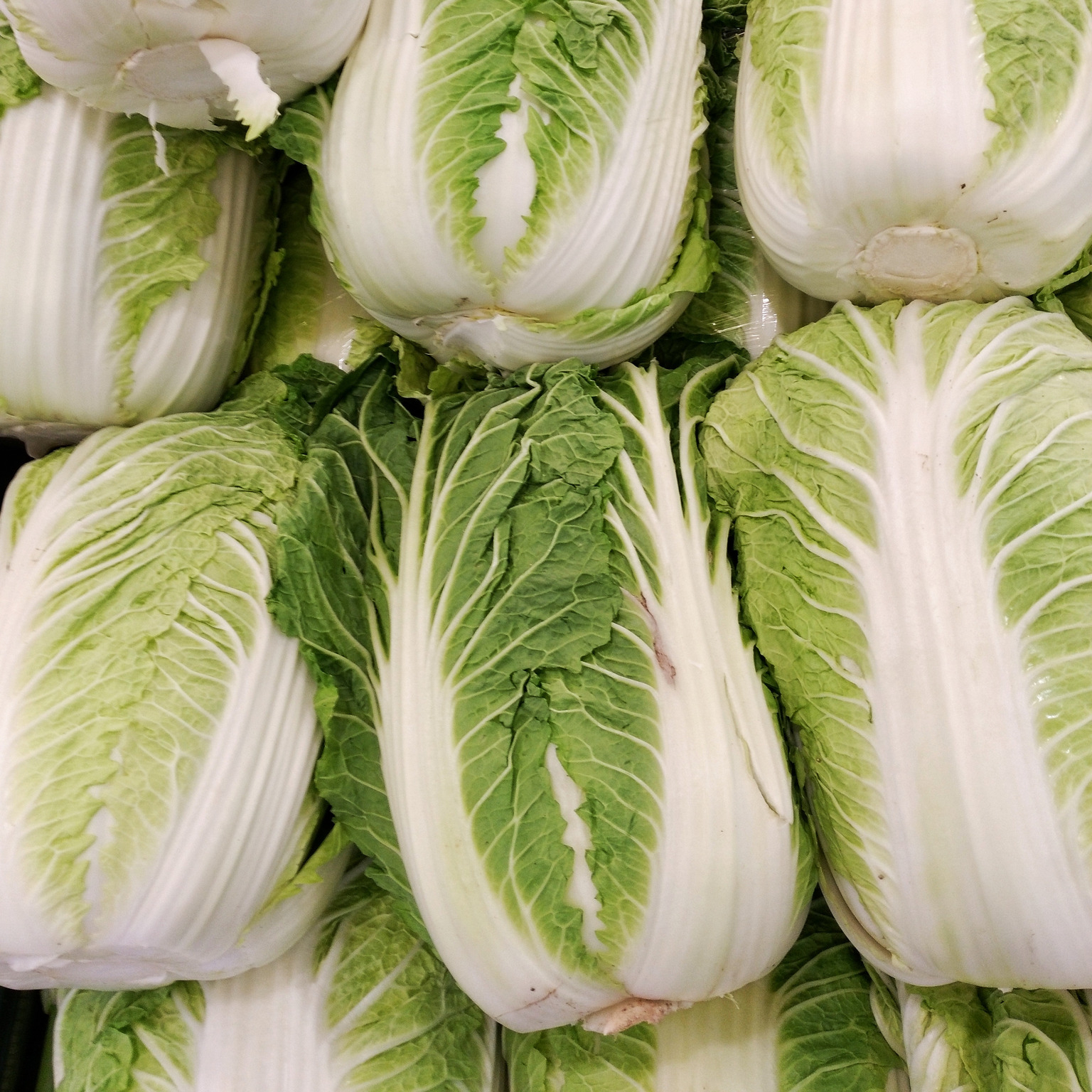 1536px-Napa_cabbages-resized.jpg