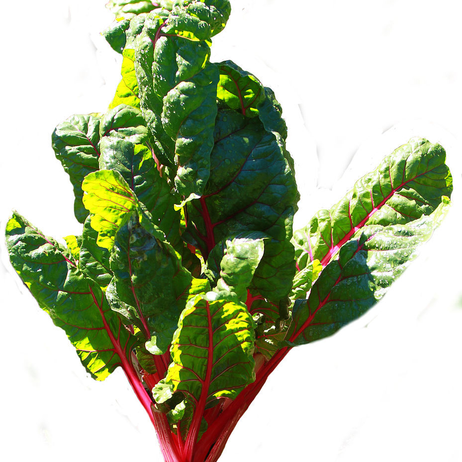 929px-Red_chard_-_Public_Domain-resized.jpg