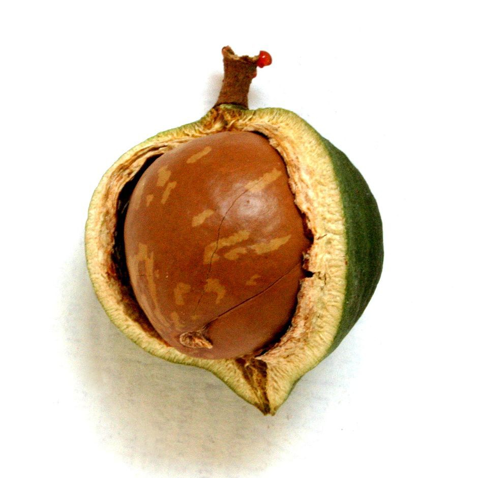940px-Macadamia00-resized.jpg
