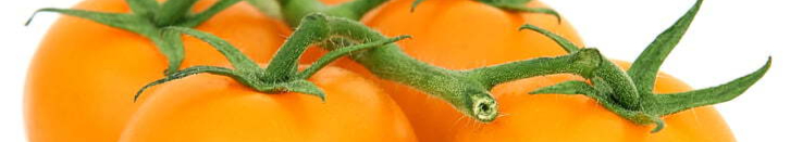 appetite-calories-catering-colorful-preview-resized.jpg