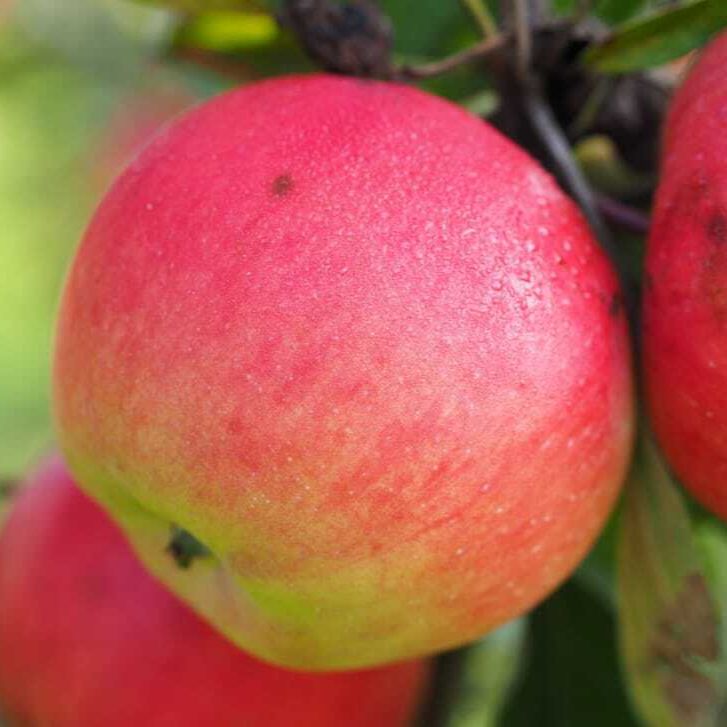 apple-apple-tree-fruit-red-frisch-wallpaper-preview-resized.jpg