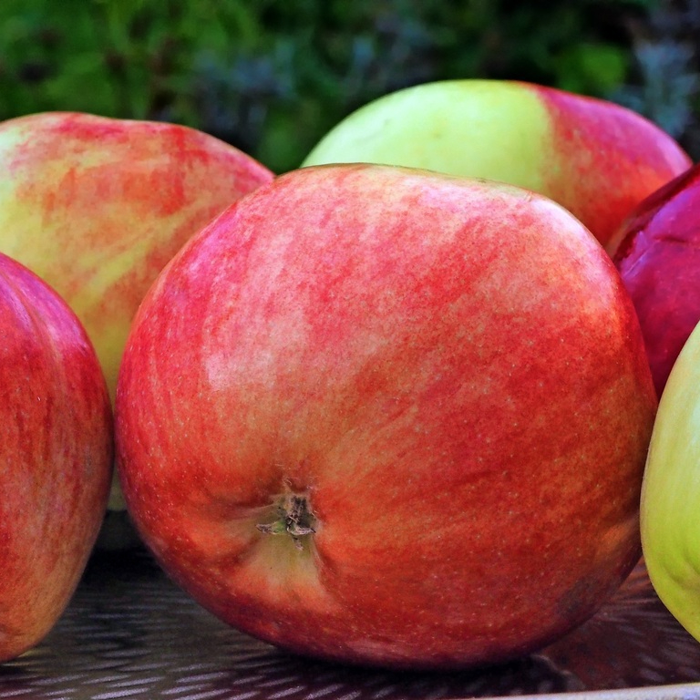 apple-plant-fruit-ripe-food-produce-490389-pxhere.com-resized.jpg