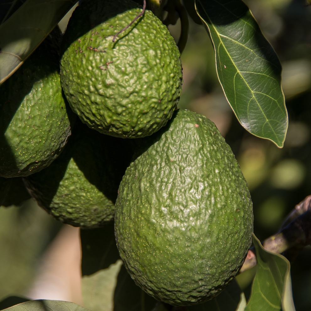 avocados-2685821_1280-resized.jpg