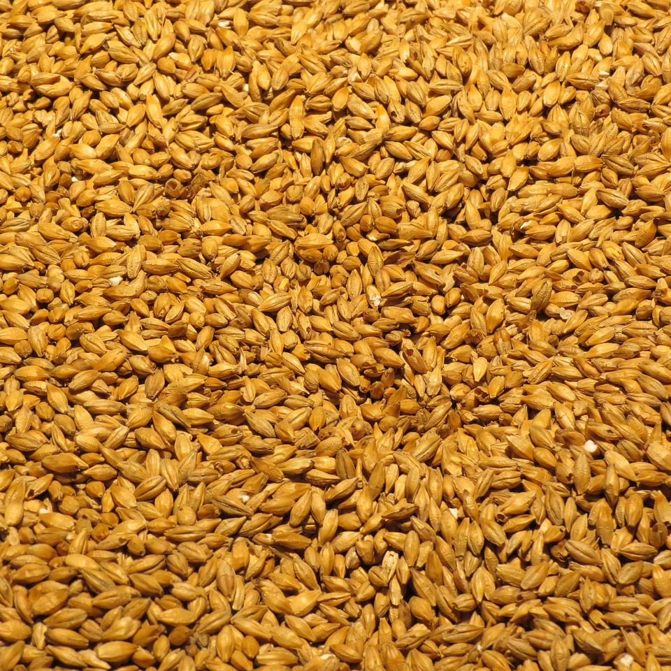 barley-2188470_1280-resized.jpg