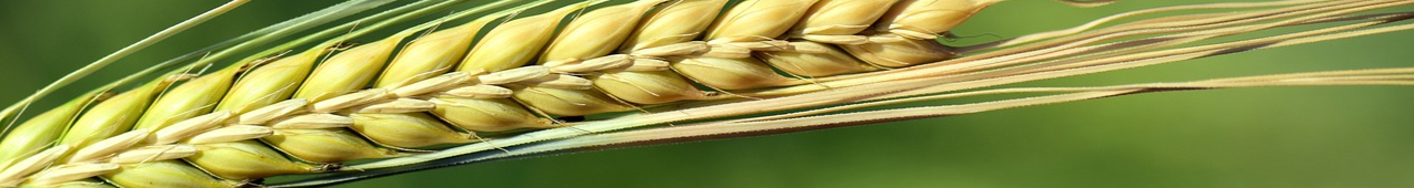 barley-2410580_1280-resized.jpg