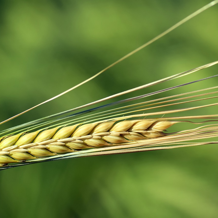 barley-2410580_1280-resized.jpg