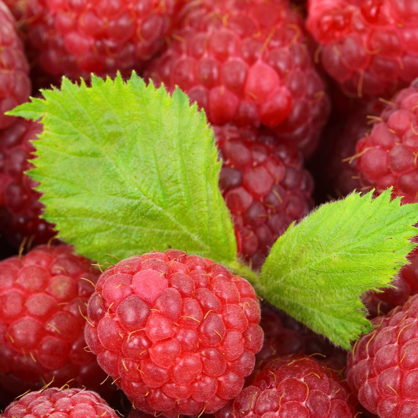 berries-2276_1280-resized.jpg