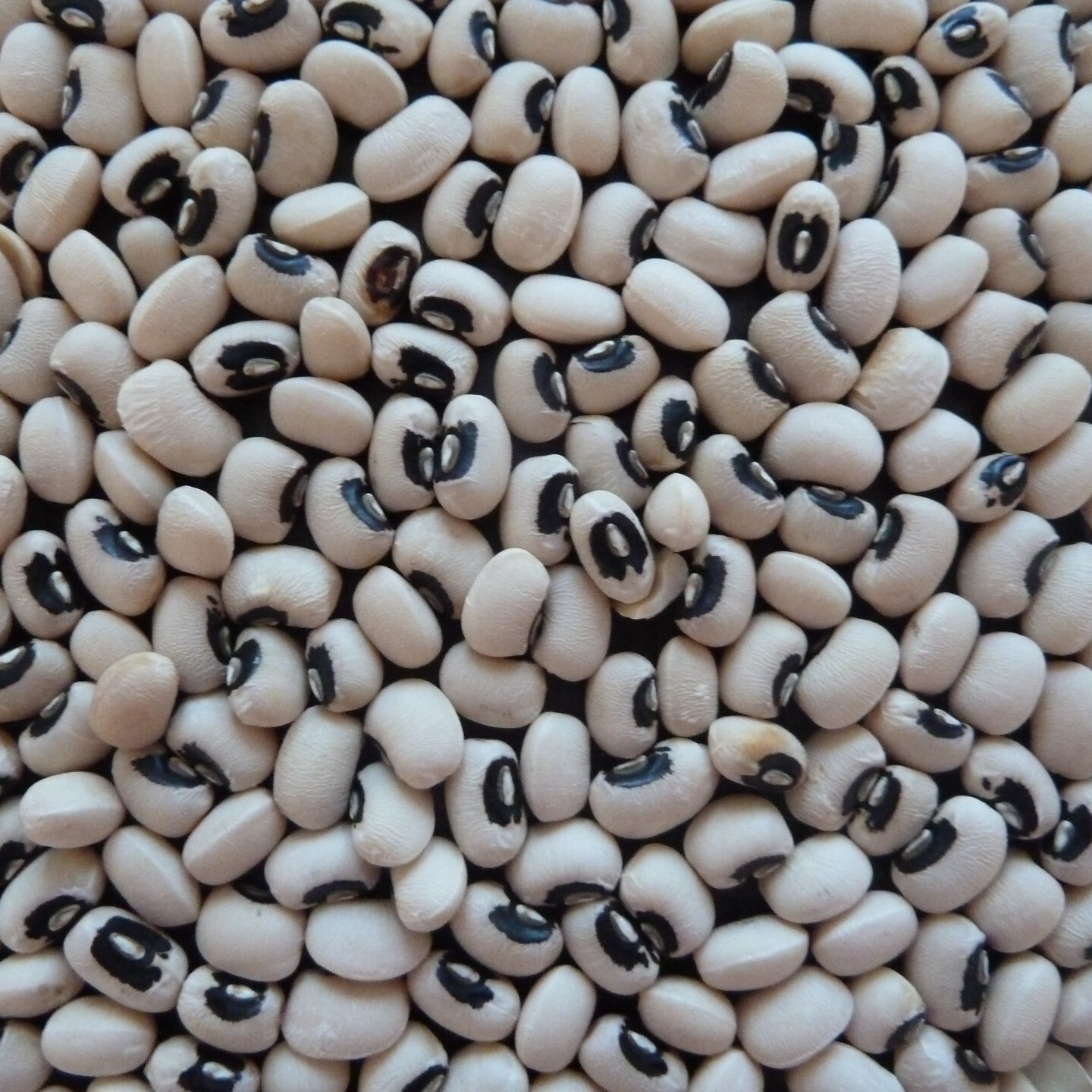 black-eyed-beans-resized.jpg