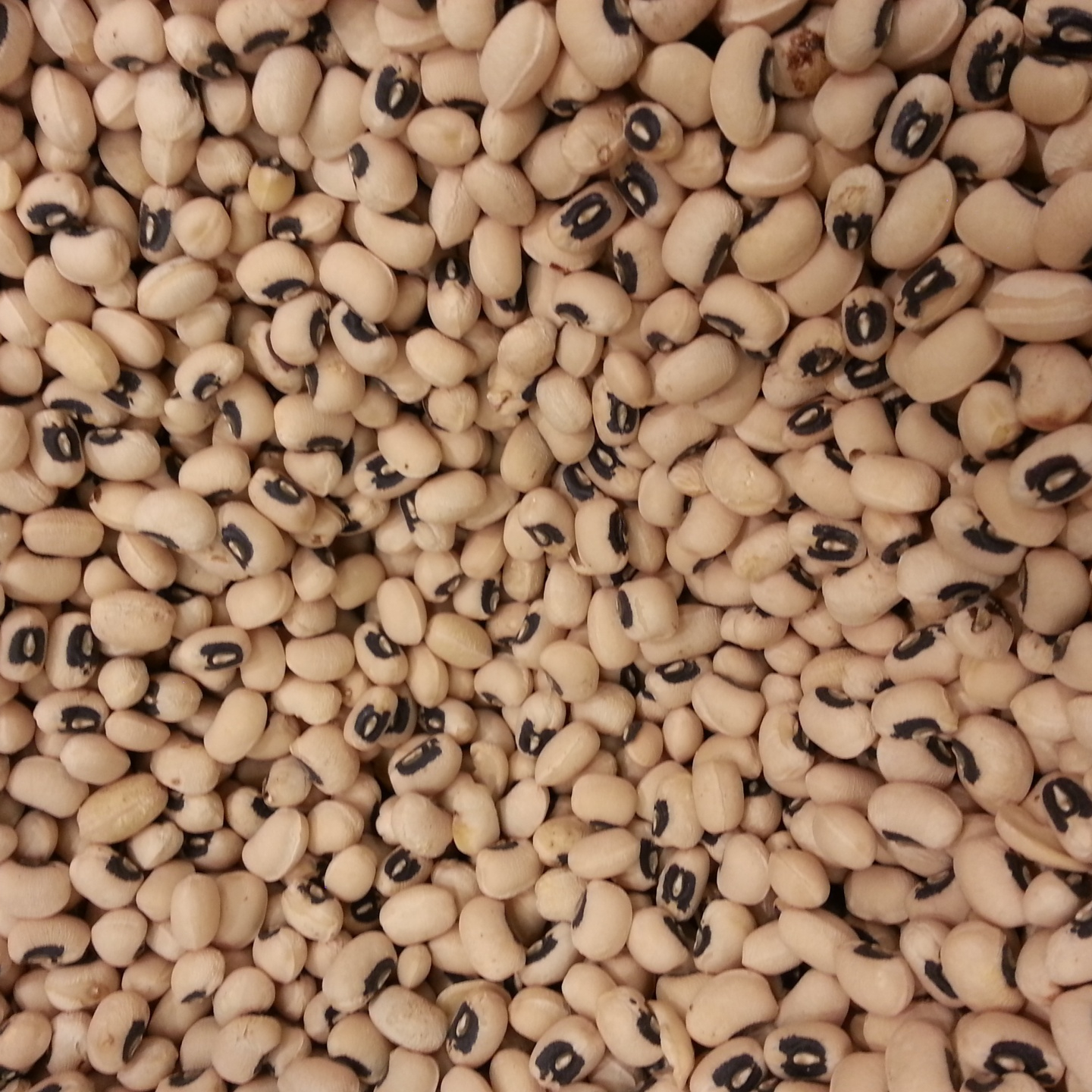 black-eyed-pea-background-resized.jpg
