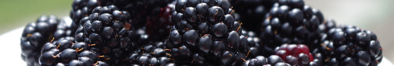 blackberries-1045728_1280-resized.jpg