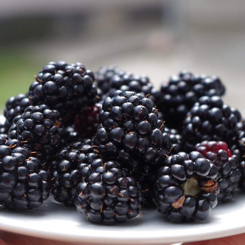 blackberries-1045728_1280-resized.jpg