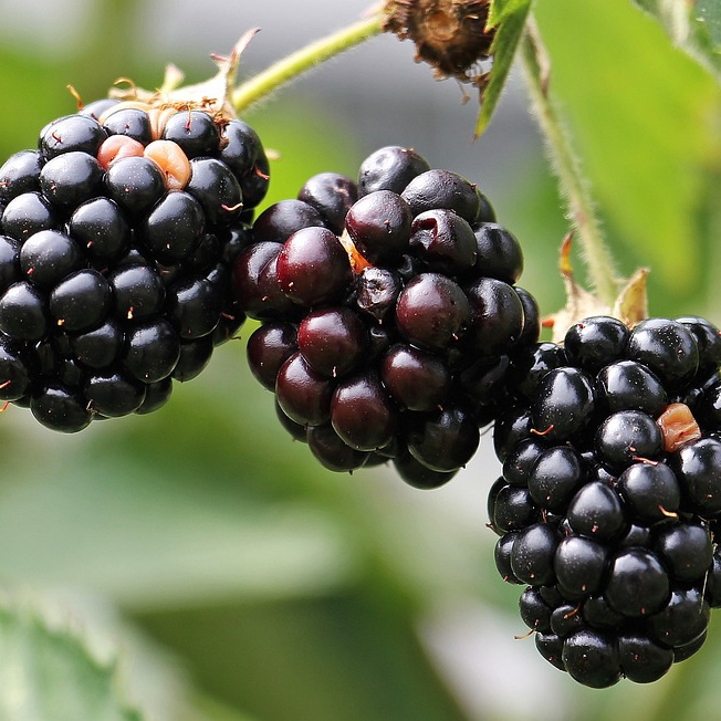 blackberries-1539540_1280-resized.jpg