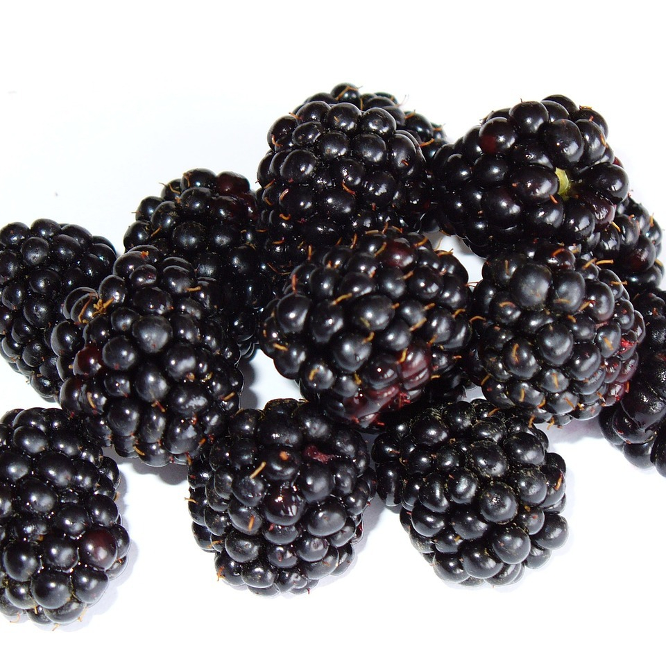 blackberry-1061734_1280-resized.jpg