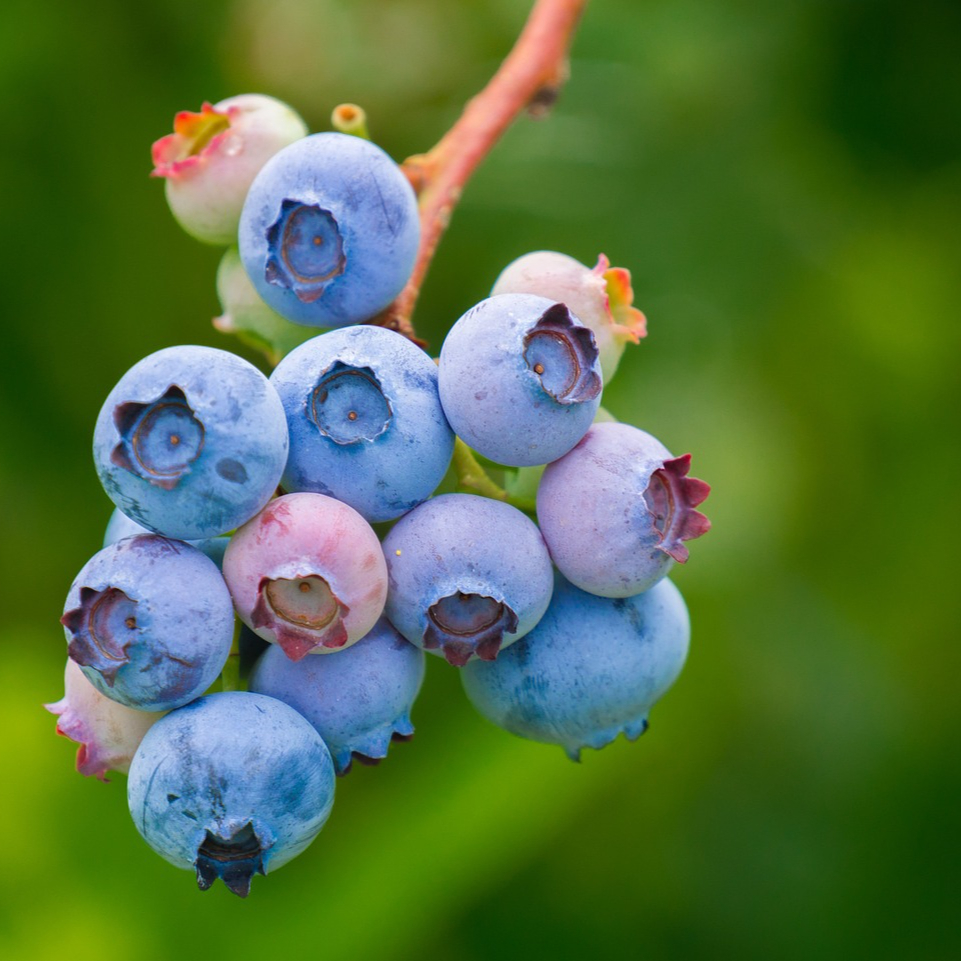 blueberries-3513547_1280-resized.jpg