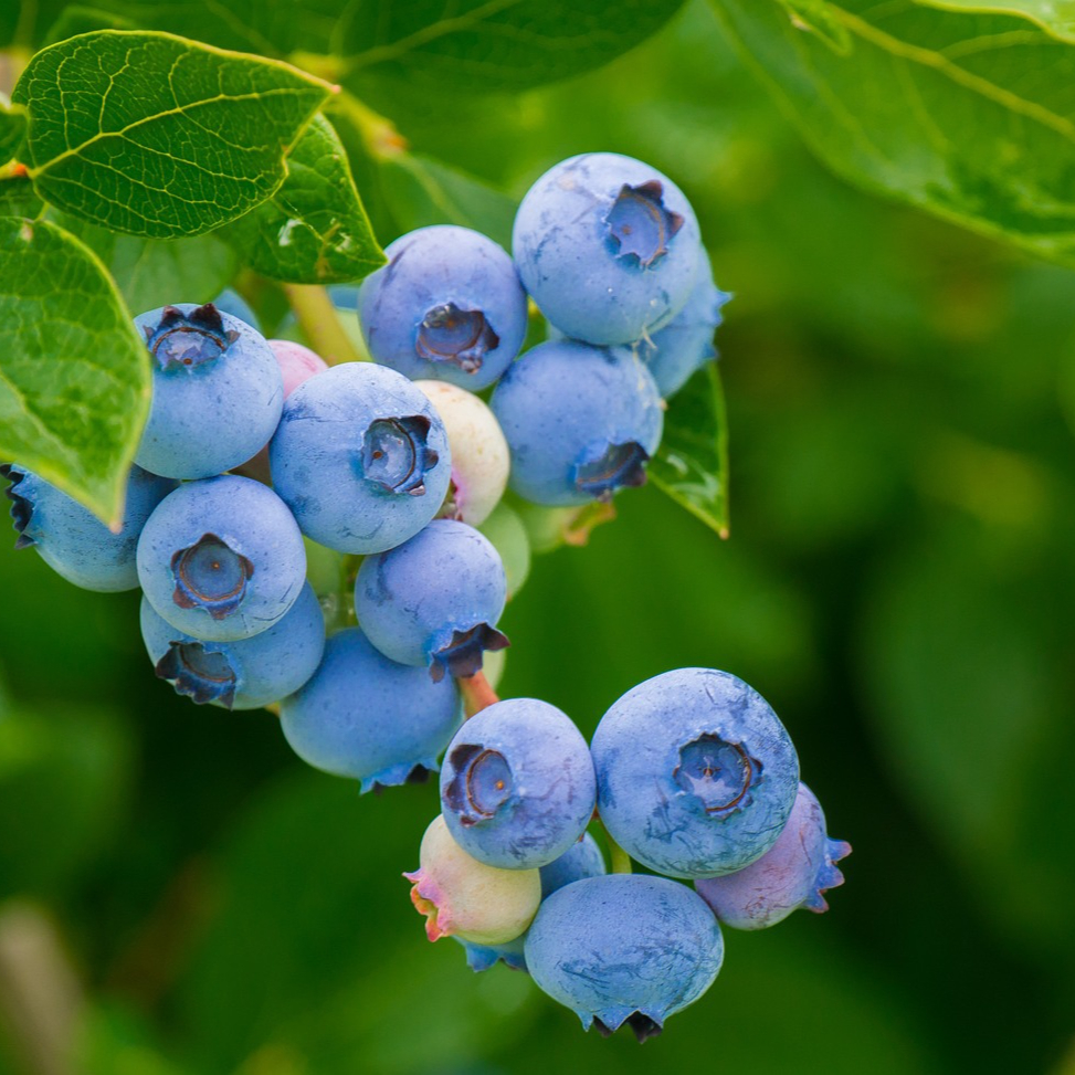 blueberries-3548239_1280-resized.jpg