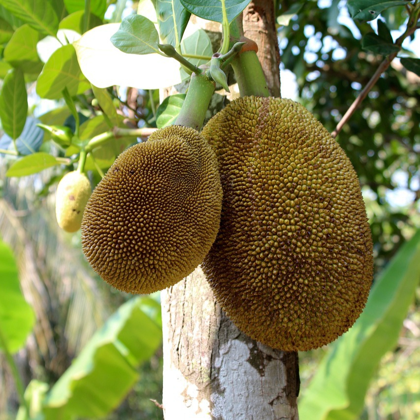 bread-fruit-tree-1124743_1280-resized.jpg