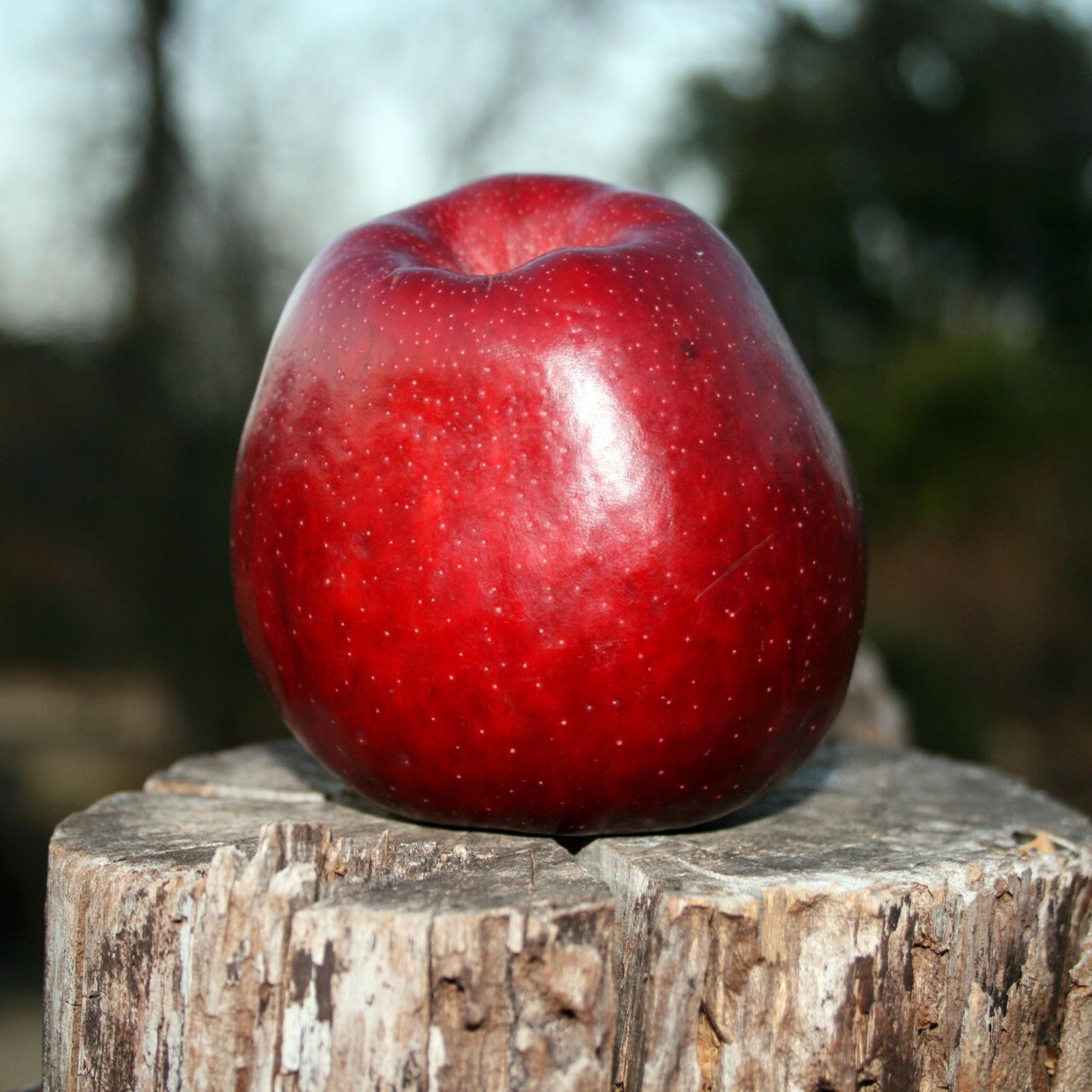 bright-red-apple-resized.jpg