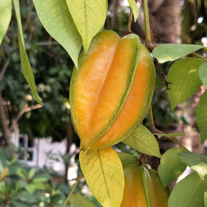 carambola-3160313_1280-resized.jpg