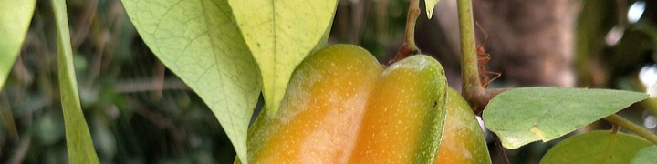 carambola-3160313_1280-resized.jpg
