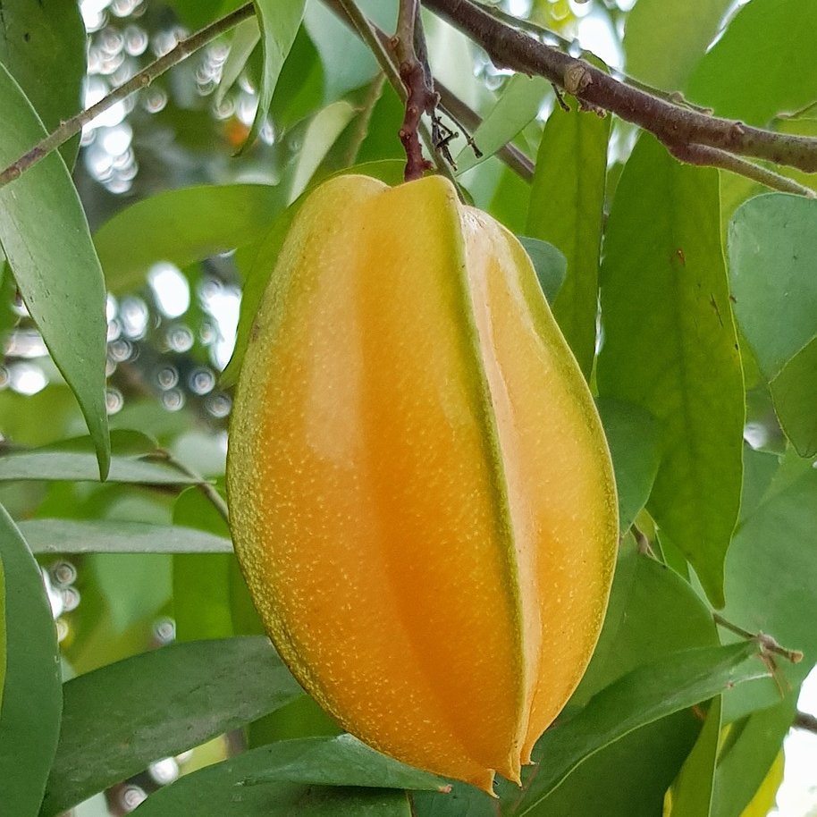 carambola-3233390_1280-resized.jpg
