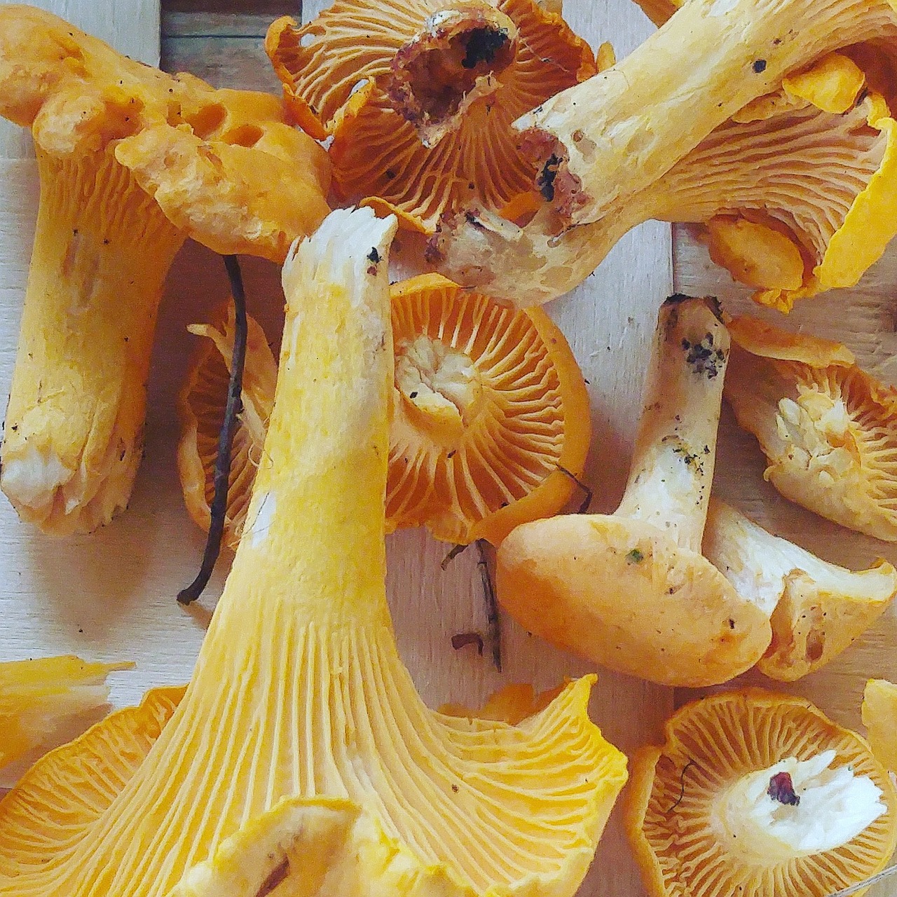 chanterelle-1560884_1280-resized.jpg