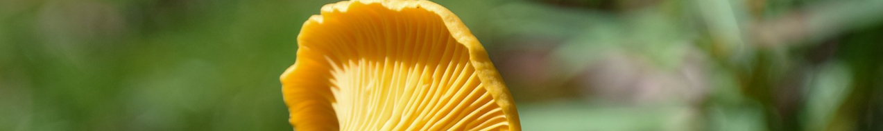 chanterelle-2585107_1280-resized.jpg
