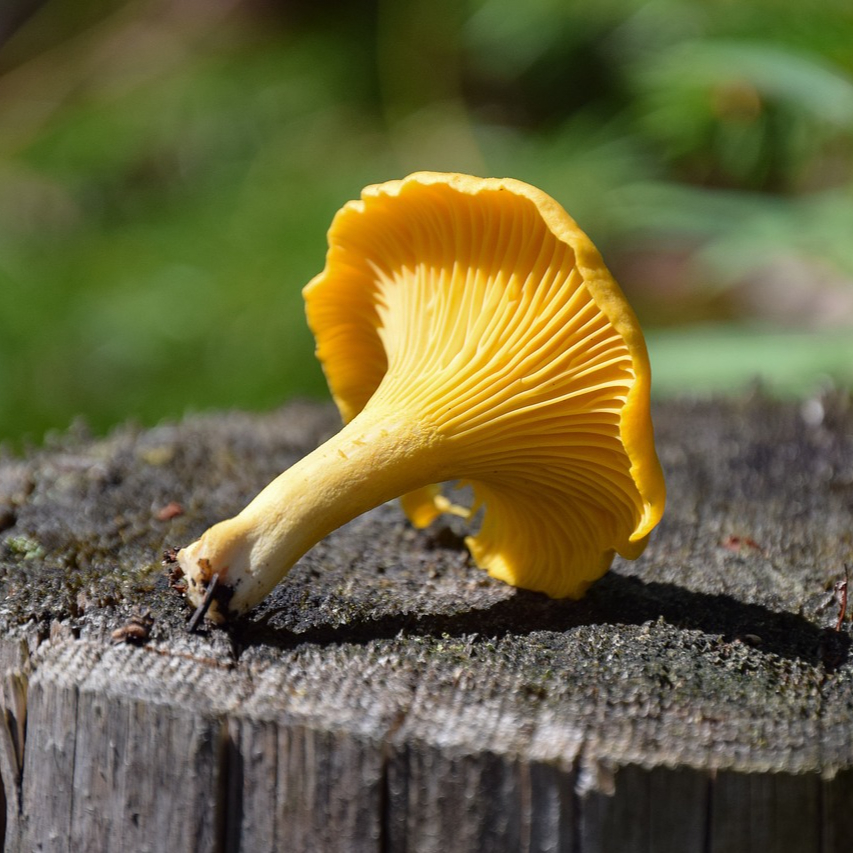 chanterelle-2585107_1280-resized.jpg