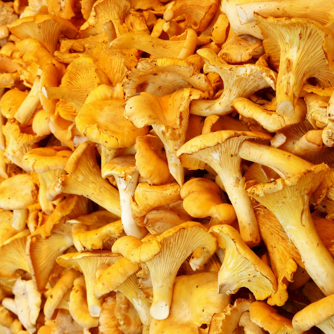 chanterelles-2795629_1280-resized.jpg