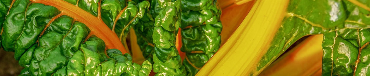 chard-3689659_1280-resized.jpg