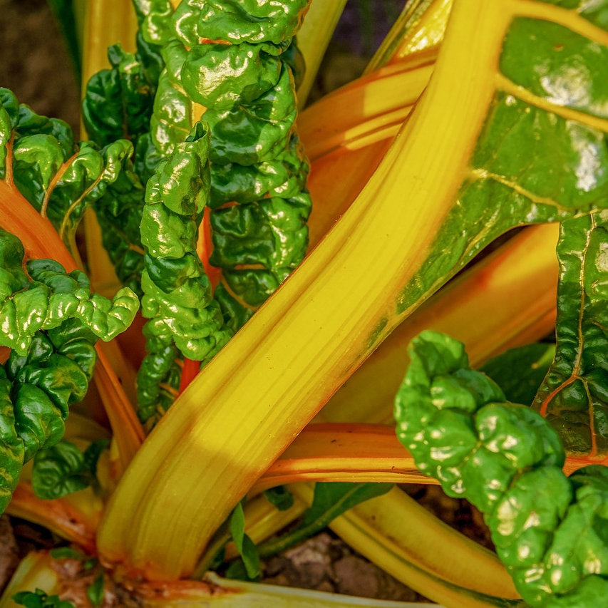chard-3689659_1280-resized.jpg