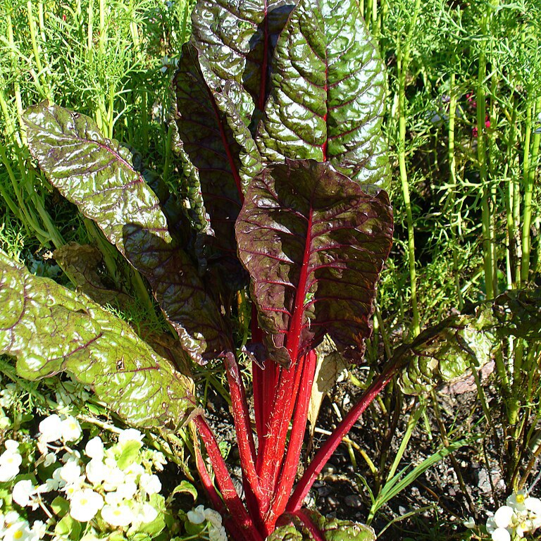 Chard_(Beta_vulgaris_var_cicla)-resized.jpg
