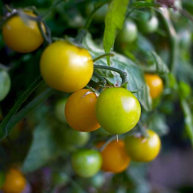 cherry-tomato-green-vegetables-wallpaper-preview-resized.jpg