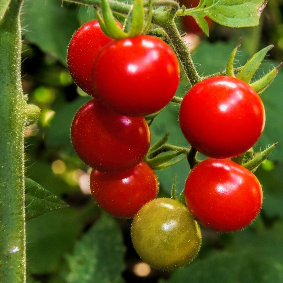 cherry-tomato-red-food-food-drink-243915-resized.jpg