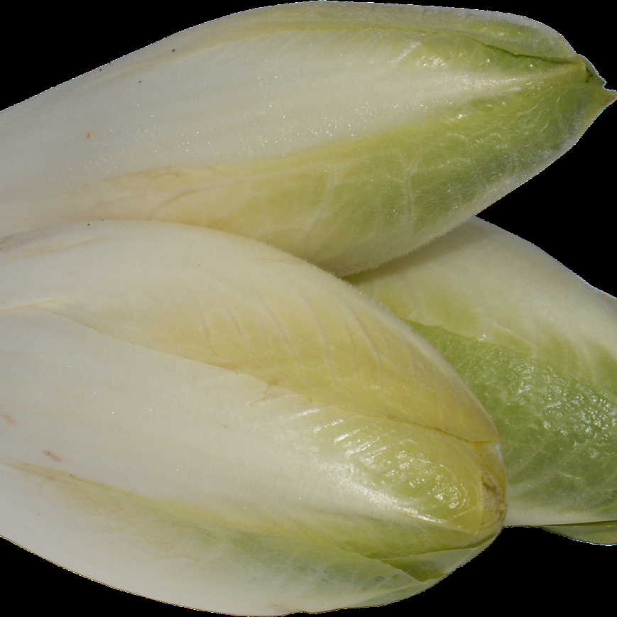 chicory-2201014_1280-resized.jpg