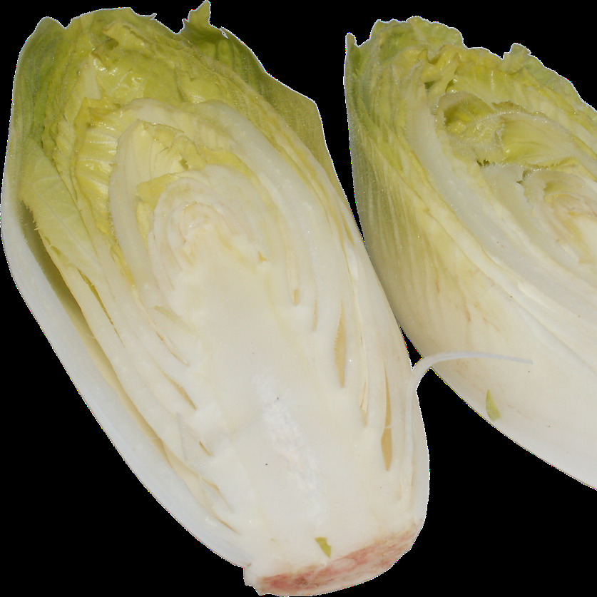 chicory-2201015_1280-resized.jpg