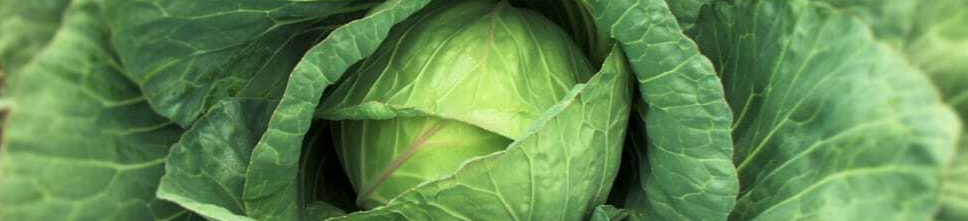col-cabbage-vegetable-cabbages-wallpaper-preview-resized.jpg