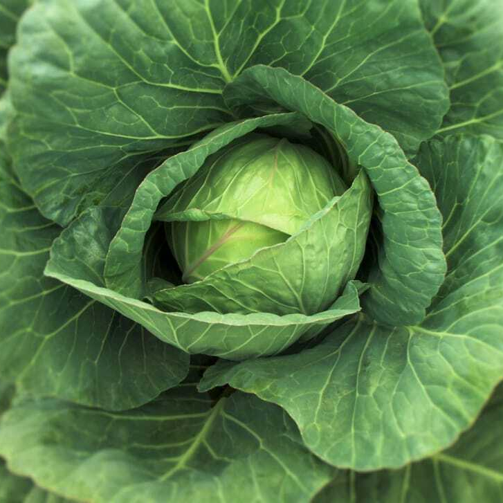 col-cabbage-vegetable-cabbages-wallpaper-preview-resized.jpg