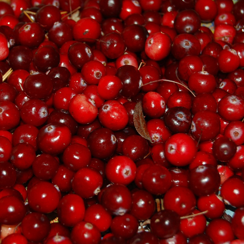cranberry-957583_1280-resized.jpg