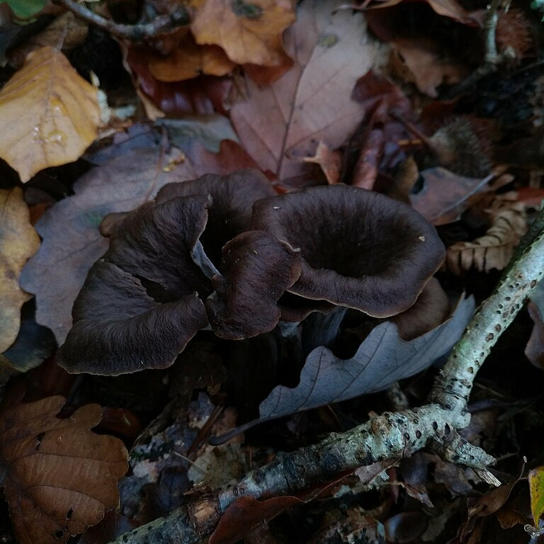 Craterellus_cornucopioides_102425721-resized.jpg