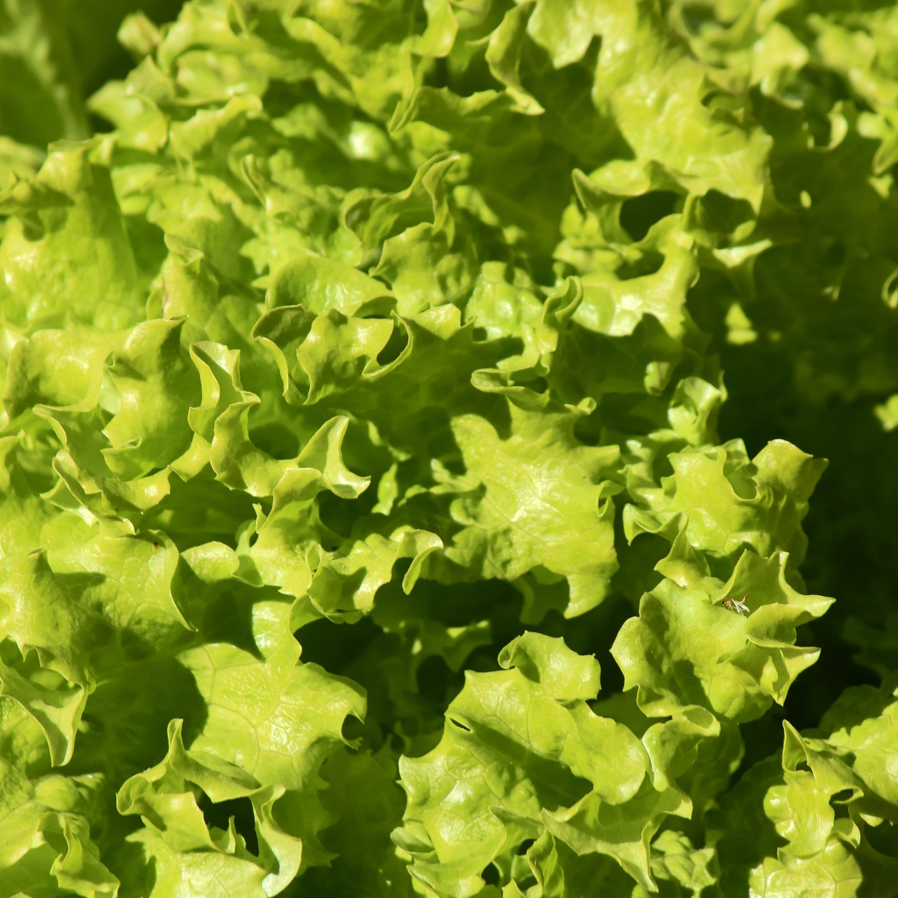curly-leaf-lettuce-leaves-in-sun-resized.jpg