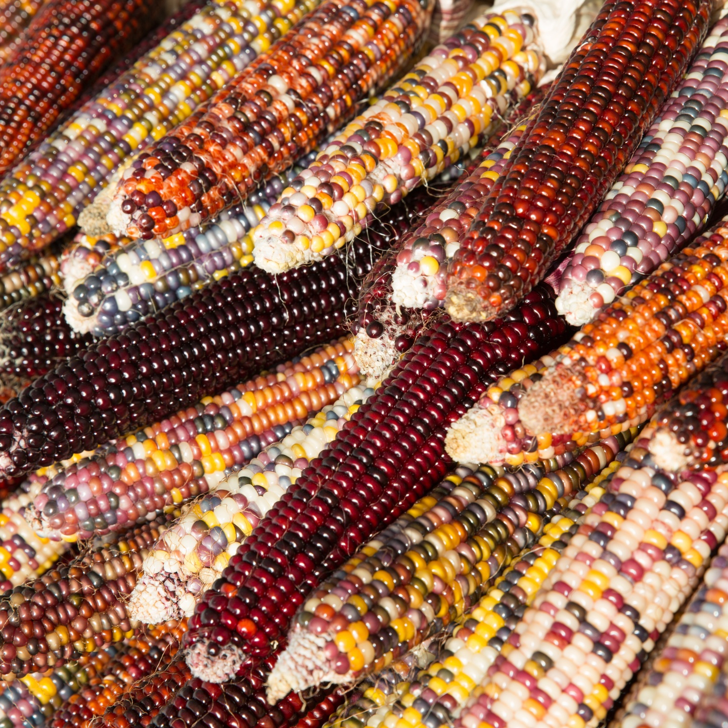 flint-corn-1508164686TRW-resized.jpg